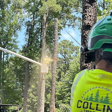 Multiple-Tree-Removals-in-Stevensville-MD 0